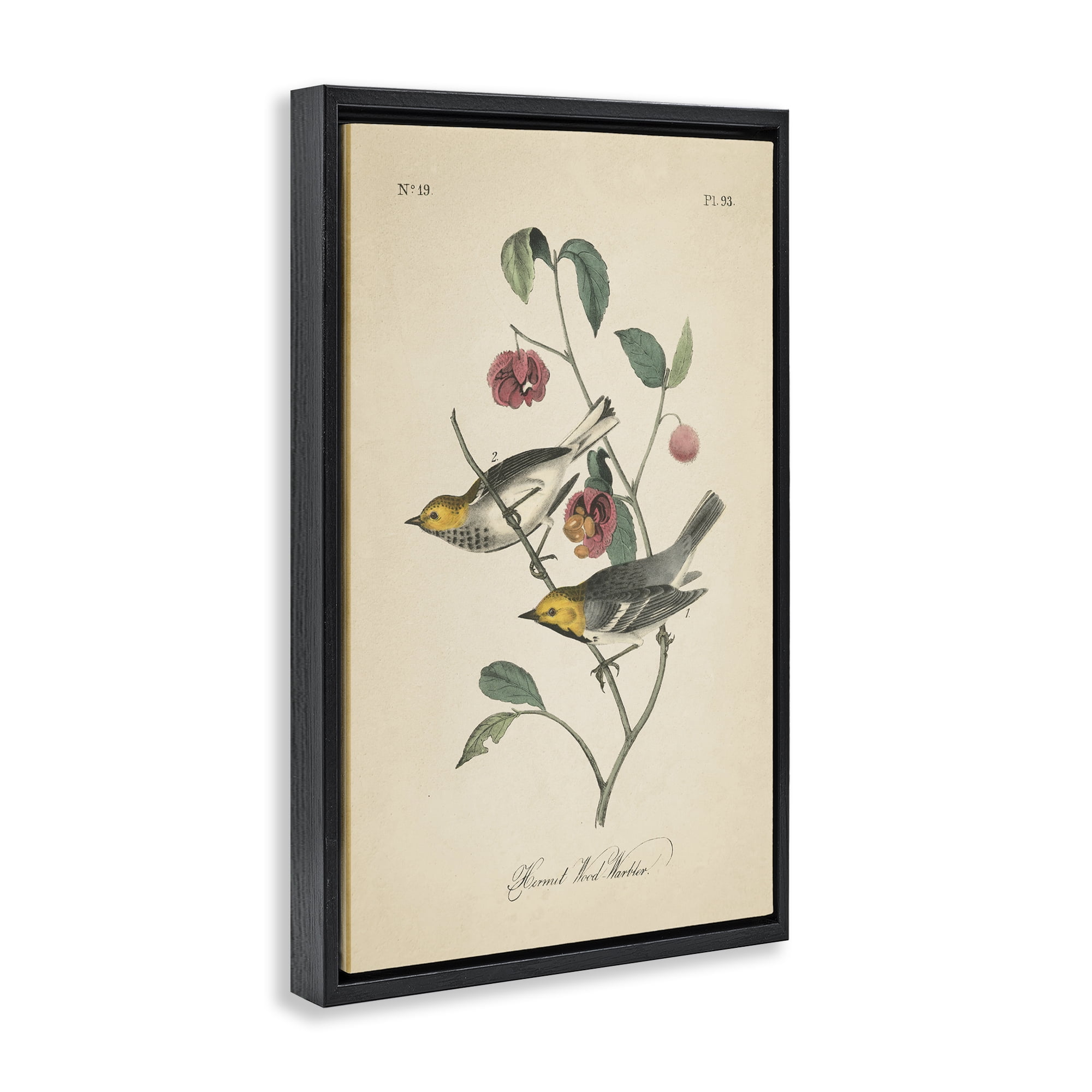 Stupell Industries Vintage Warbler & Plants Animals & Insects Painting Black Floater Framed Canvas Art Print Wall Art, 21 x 31