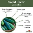 thumbnail image 4 of Burpee Salad Slicer Cucumber Vegetable Seed, 1-Pack, 4 of 5