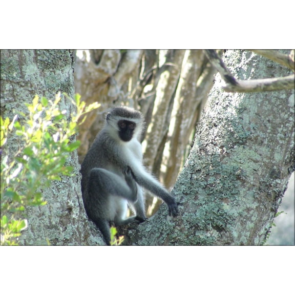 24"x36" Gallery Poster, Vervet monkey in Addo National Park, South Africa
