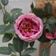 thumbnail image 5 of Flores artificiales, flores falsas, flores de imitación, juego de regalo para mujer, rosa artificial, caña, tubo de techo, ratán, cubierta decorativa, envuelta, colgante de pared, tiras de rosas falsa, 5 of 5