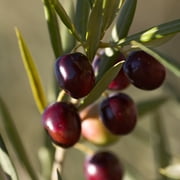 Brighter Blooms - Koroneiki Greek Olive Tree, 3-4 ft. - No Shipping To AK, AZ, HI