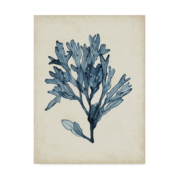 Trademark Fine Art 'Seaweed Specimens II' Canvas Art by Naomi McCavitt
