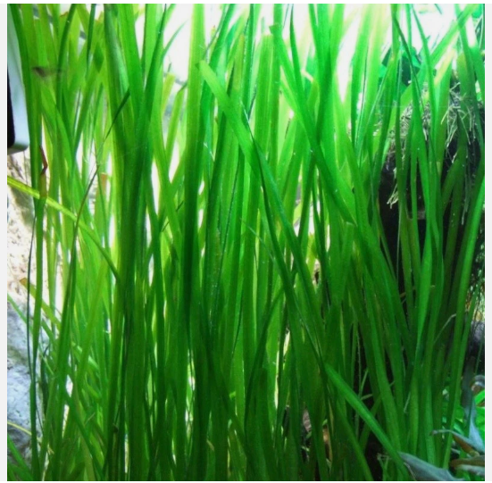 15 Jungle Vallisneria Live Aquarium Plants – Freshwater Easy Background Plants