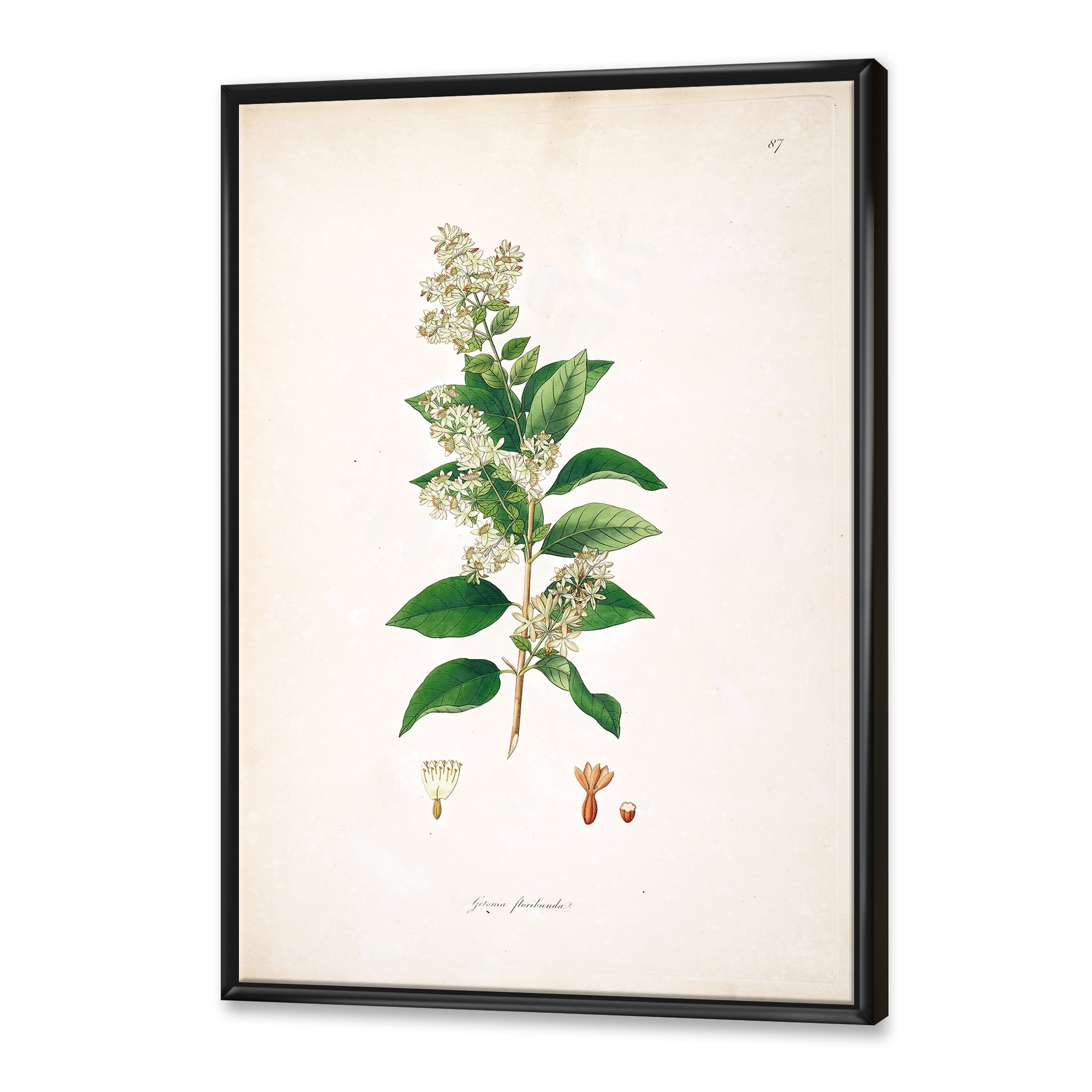 Designart 'Ancient Botanicals XVII' Farmhouse Framed Canvas Wall Art Print