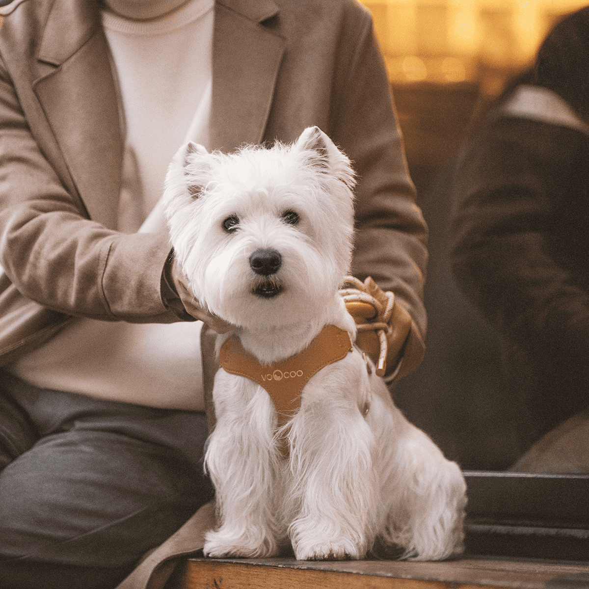 VOOCOO Dog Harness and Leash Set, No Pull No Choke Neck & Chest Adjustable Pet Harness for Small, Medium Dogs, Soft PU Leather Dog Harness with Reflective Anti-Twist Dog Leash for Puppy, Kitten, Cats