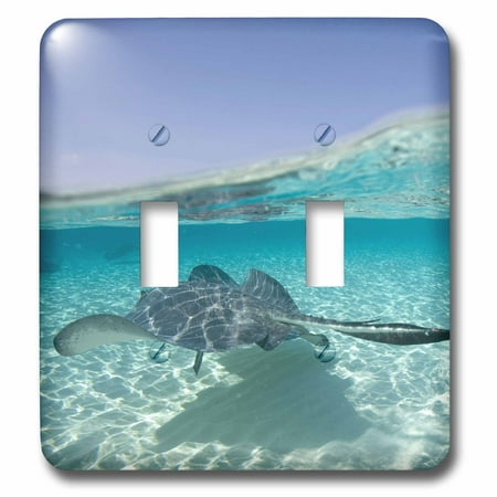 3dRose Cayman Islands, Southern Stingray in Caribbean Sea-CA42 PSO0047 - Paul Souders - Double Toggle (Best Southern Caribbean Islands)