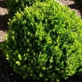 thumbnail image 3 of Winter Green Korean Boxwood - 10 Live Plants - Buxus Microphylla - Fast Growing Cold Hardy Formal Shrub, 3 of 3
