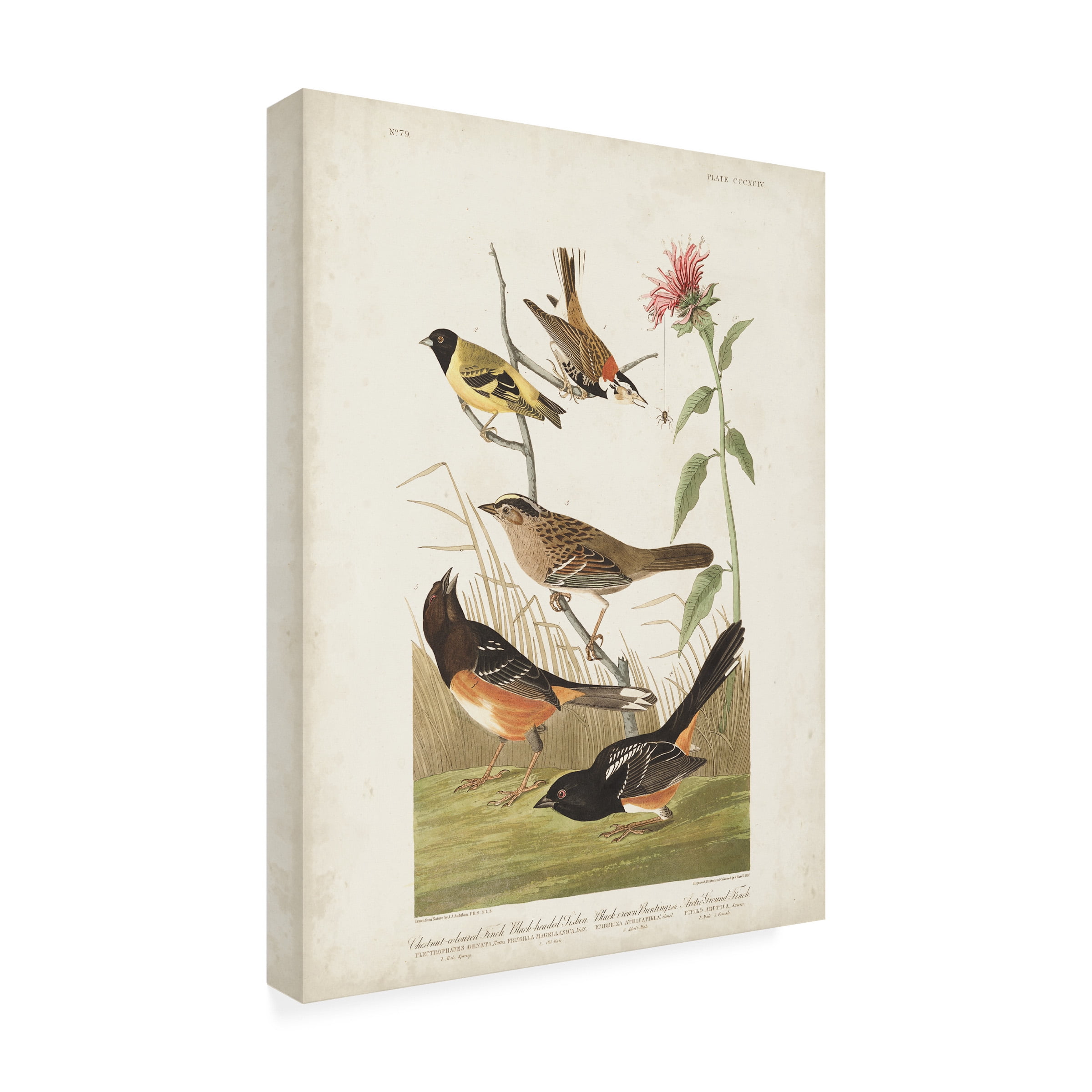 John James Audubon 'Chestnut Coloured Finch' Canvas Art