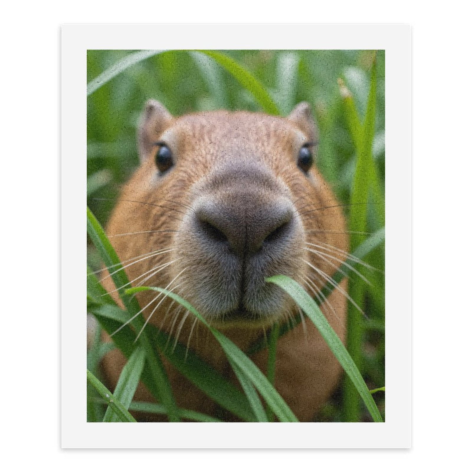 Paint by Numbers Kit for Adults, Capybara Close-Up Grass Frame Paint by Numbers, Easy Paint by Numbers Kit for Adults Beginner, DIY Adult Paint by Number Kits on Canvas, Home Decor 12x16in