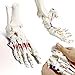 thumbnail image 3 of Foot Skeleton Model On Elastic, W/Tibia-Fibula Stump Strung Elastic Bungee Muscle Insertions & Origins, Natural Cast for Accurate Representation Study Kinematics Podiatrist Orthotisit Physiotherapist, 3 of 4