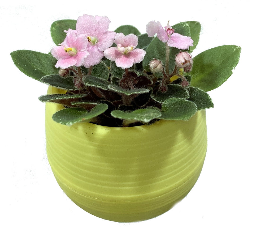 Miniature African Violet in 3" All Yellow SelfWatering Pot Walmart