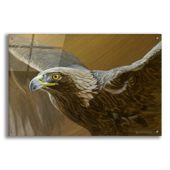 Epic Art 'Golden Eagle' by Ron Parker, Acrylic Glass Wall Art, 36"x24"