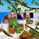 thumbnail image 5 of Simulación De Decoración De Pared Con Parthenocissus Tricuspidata, Ventana Y Plantas Verdes Y Flores Artificiales., 5 of 6