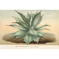 thumbnail image 2 of Charles Antoine Lemaire 24x17 Black Ornate Framed Double Matted Museum Art Print Titled: Agave Schraffelti (1854-1896), 2 of 5