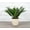 Natural, variant on Live Janet Craig Compacta Plant - 4" Eco Pot - Natural