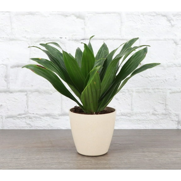 Live Janet Craig Compacta Plant - 4" Eco Pot - Natural