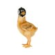 thumbnail image 1 of Gorro De Pollo Fernando Sombrero De Pollo Negro, 1 of 8