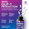 thumbnail image 5 of Akkermansia Gut Health Supplement - Premium Akkermansia Probiotic With Prebiotic Fiber - Akkermansia Muciniphila 2 Billion AFU Per Serving - GLP-1 Support for Women & Men, Bottled USA - 60 Capsules, 5 of 9