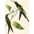 thumbnail image 3 of Vision Studio 14x18 Black Modern Framed Museum Art Print Titled - Delicate Hummingbird III, 3 of 5