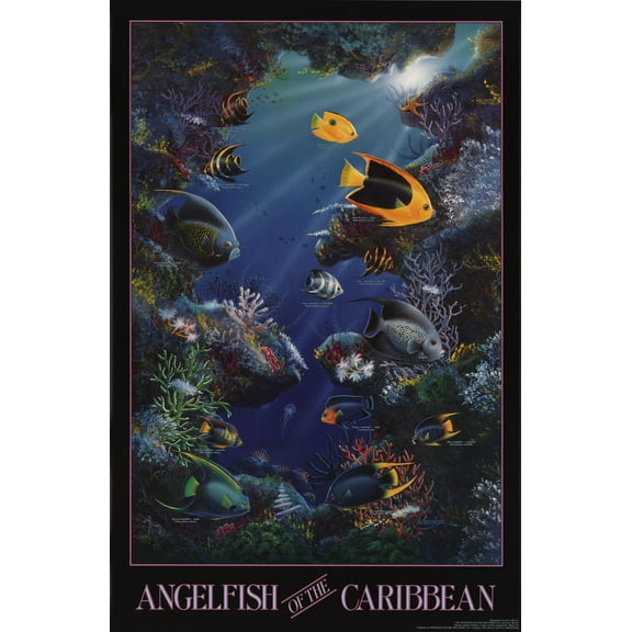 Angelfish of the Caribbean Poster