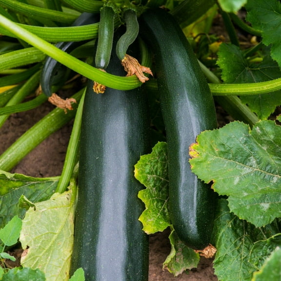 TomorrowSeeds - Black Beauty Zucchini Seeds - 20  Count - For 2025 Planting AAS Winner Dark Green