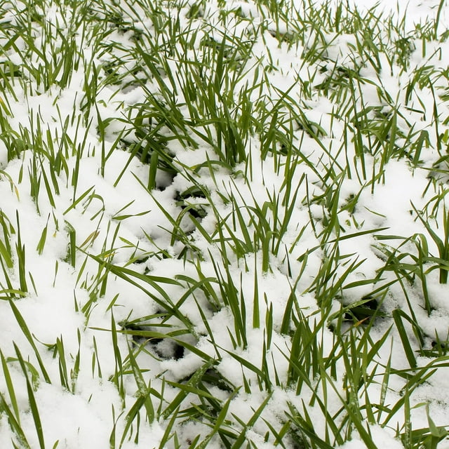 No-Till Winter Rye Seeds - 5 Lbs by Mountain Valley Seed Company, displayed as green rye grass sprouting through snow. These non-GMO cover crop seeds are ideal for winter fields, preventing soil erosion and compaction with deep roots that improve soil tilth. Often paired with legumes like vetch or field peas for enhanced soil health.