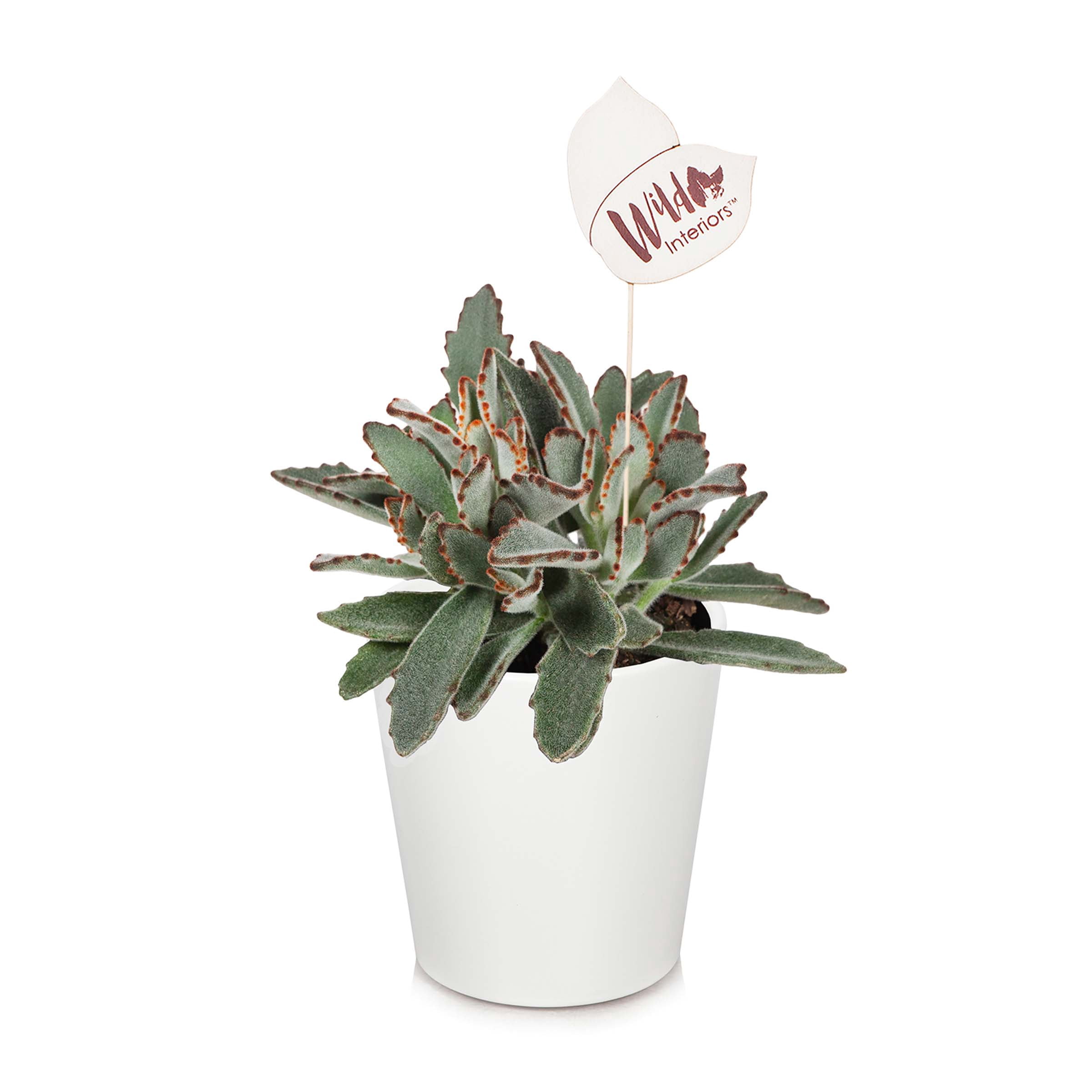 Wild Interiors Kalanchoe Tomentosa, Live Plant, in 5