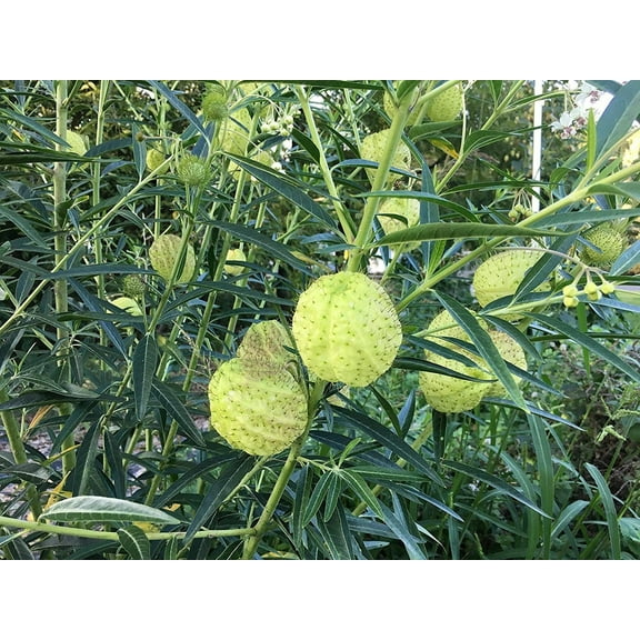 Sherwood's Seeds 10 Oscar Milkweed Gomphocarpus Plant Seeds