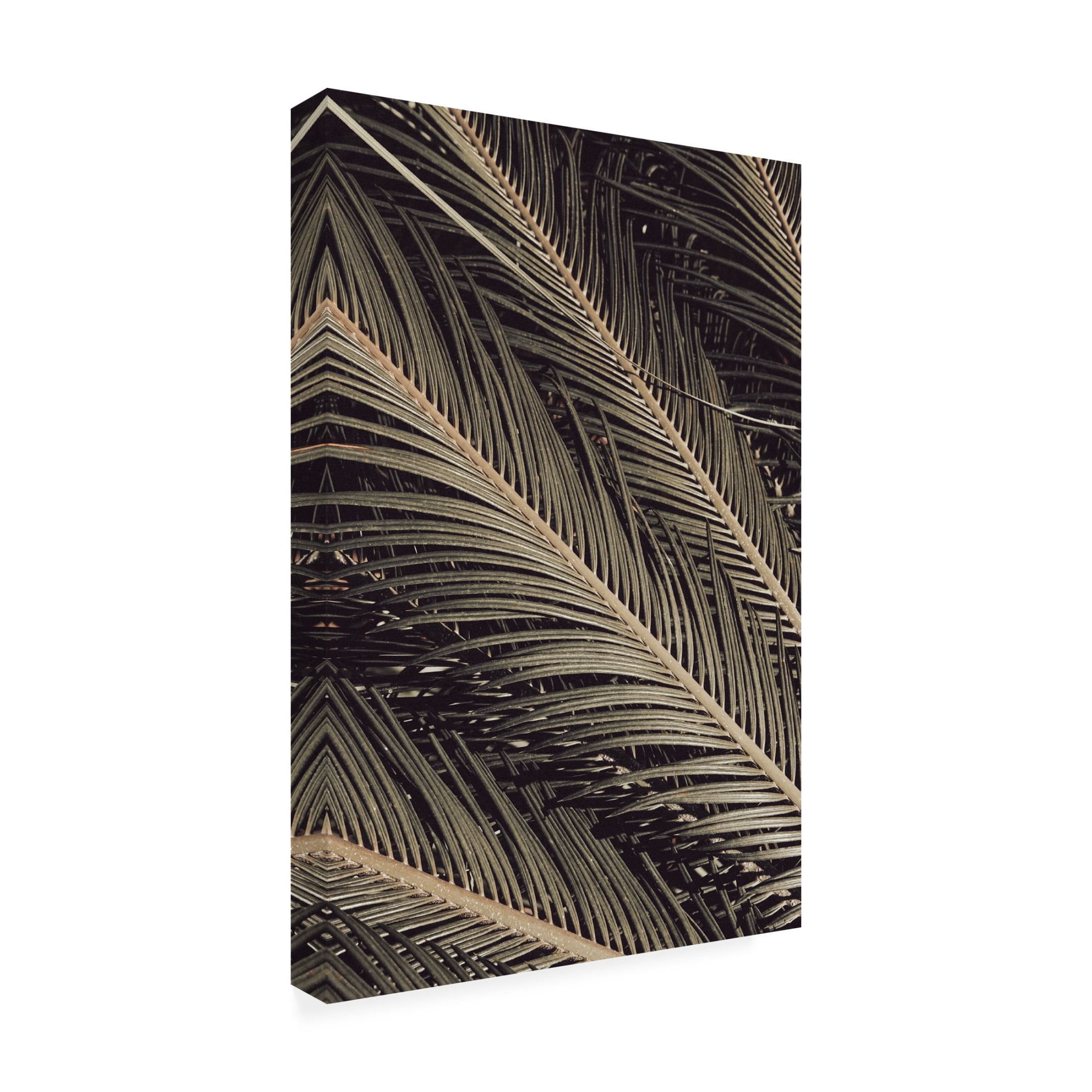Trademark Fine Art Pictufy Studio Palmblad Canvas Wall Art