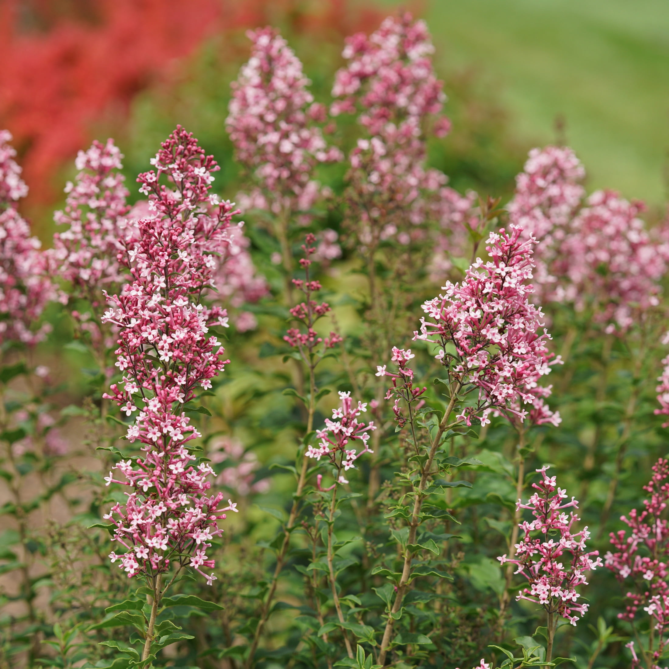 Proven Winners ColorChoice 5" Pink Bloomerang Ballet Reblooming Lilac Live Plant in 4.5" Pot (4 Count)
