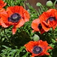 thumbnail image 2 of RedCrocus Prince of Orange Oriental Poppy - Vibrant Orange Flowers, Pollinator Attractant, Cut Flower, Garden Perennial, Full Sun, Well-Drained Soil  1 Quart, 2 of 16