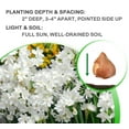 thumbnail image 7 of Paperwhite Fragrant Daffodils,  9 Bulbs - White Narcissus Flowers - Attracts Bees & Butterflies - Spring Blooming, Easy to Grow & Maintain, 7 of 7