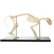 Anatomy Lab Feline Skeleton Model - Fixed Articulation on Base