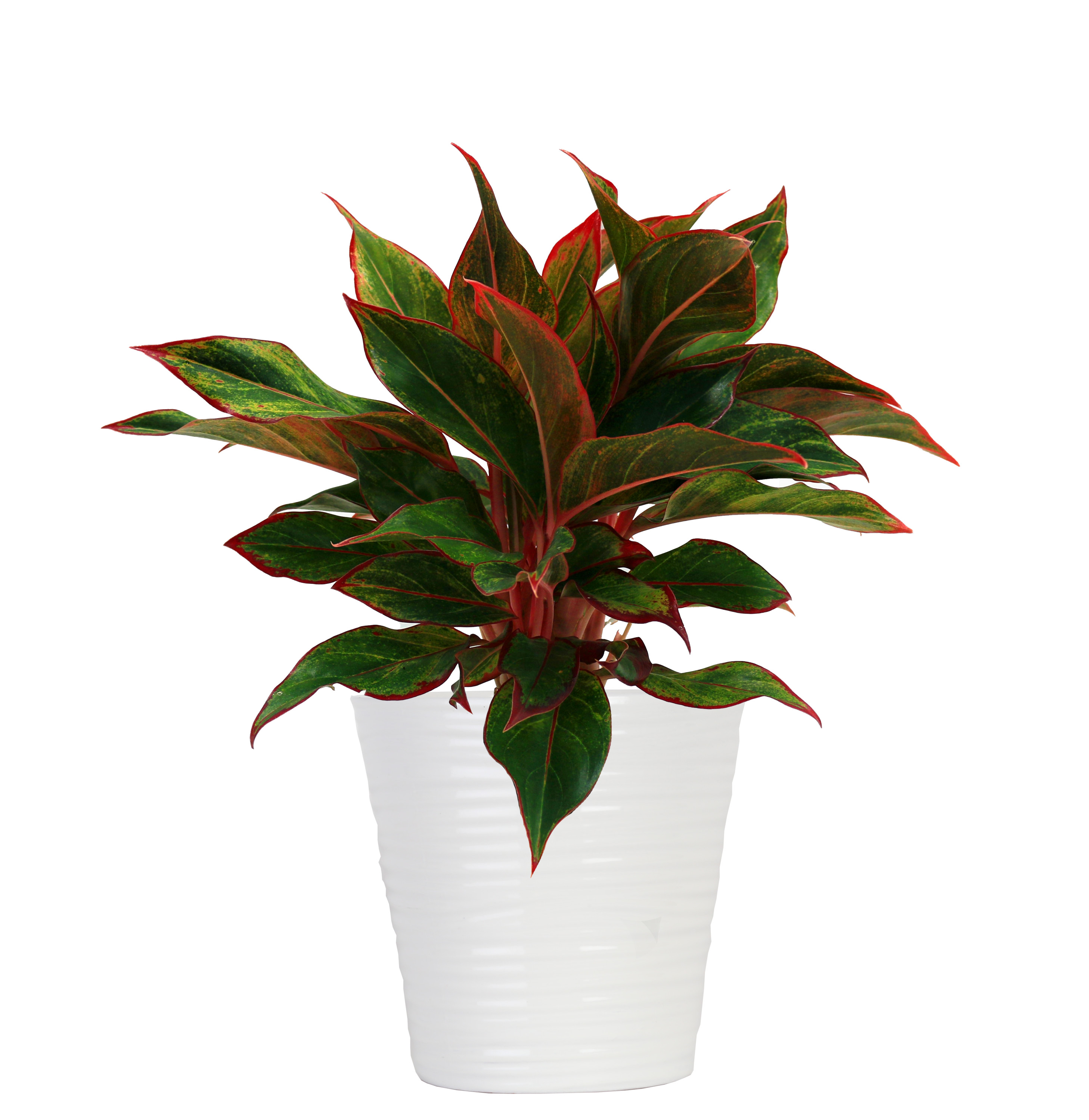 AnnieXstar Aglaonema Siam Chinese Evergreen Houseplant Live Plant AnnieXstar Aglaonema Siam Chinese Evergreen Houseplant Live Plant