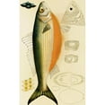 thumbnail image 3 of Frederick McCoy 13x18 Black Modern Framed Museum Art Print Titled - Fishes IX (1885-1890), 3 of 5