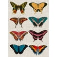 thumbnail image 2 of Vision Studio 18x24 Black Ornate Wood Framed with Double Matting Museum Art Print Titled - Polychrome Butterflies I, 2 of 4