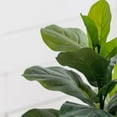 thumbnail image 2 of A&B Home 35" Artificial Fiddle Leaf Tree with Planter, 2 of 7