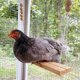 thumbnail image 4 of Juguete columpio de gallinero, gran escalera de pajaros de madera, percha marrón de 43 pulgadas para loros de tamaño medio, cuentas de colores, ejercicio colgante St, 4 of 7