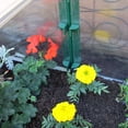 thumbnail image 3 of Austrian Double Sided Cold Frame Greenhouse, 3 of 5