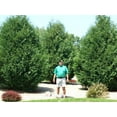 thumbnail image 2 of Thuja Arborvitae Blue Cone  20 Live Trees  Evergreen Privacy Screening Hedge Plants, 2 of 9