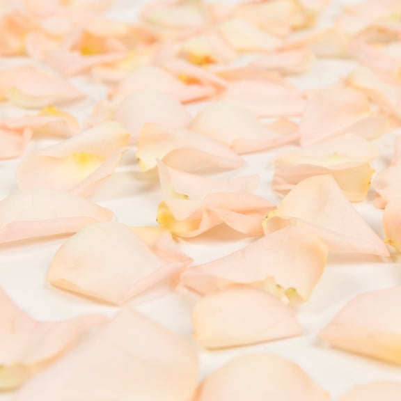 Rose Petals 5 Bags of Peach Farm Direct Fresh Cut Flowers Petals by Bloomingmore