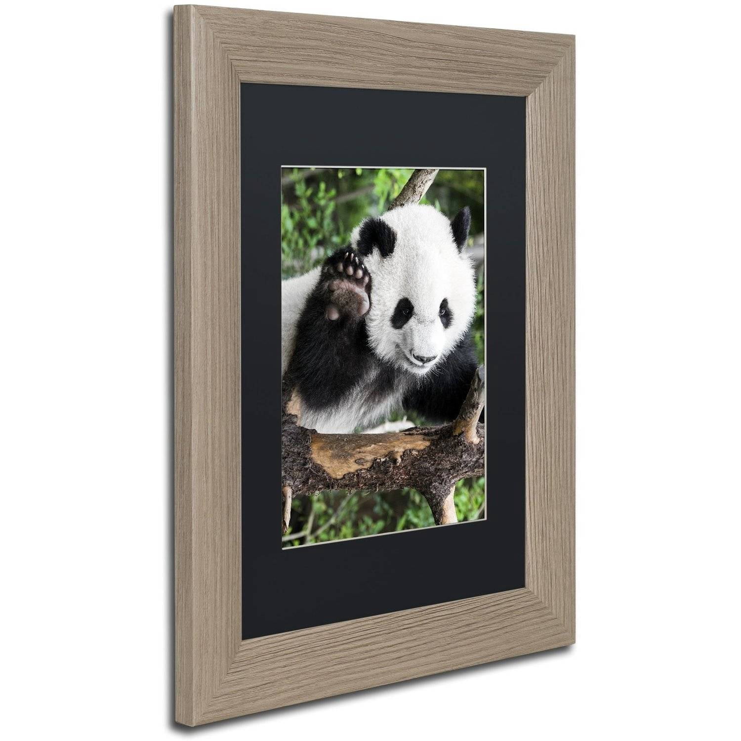 Trademark Fine Art "Giant Panda V" Canvas Art by Philippe Hugonnard, Black Matte, Birch Frame