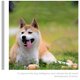 thumbnail image 5 of Juguetes para huevos, pelota para perros, mordedores para cachorros, accesorios de limpieza masticables, emulsión masticable para mascotas de animales pequeños, 12 piezas, 5 of 6