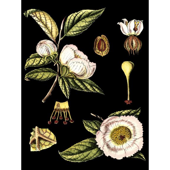 Art.com Black Background Floral Studies III Art Print by Vision Studio, 12" x 16"