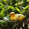 thumbnail image 4 of 5'' Floating Baby Duck Hunting Duck Garden Hunting Yellow, 4 of 8