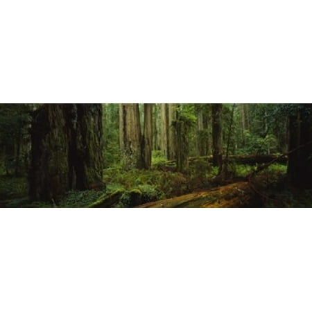 Trees in a forest Hoh Rainforest Olympic National Park Washington State USA Poster