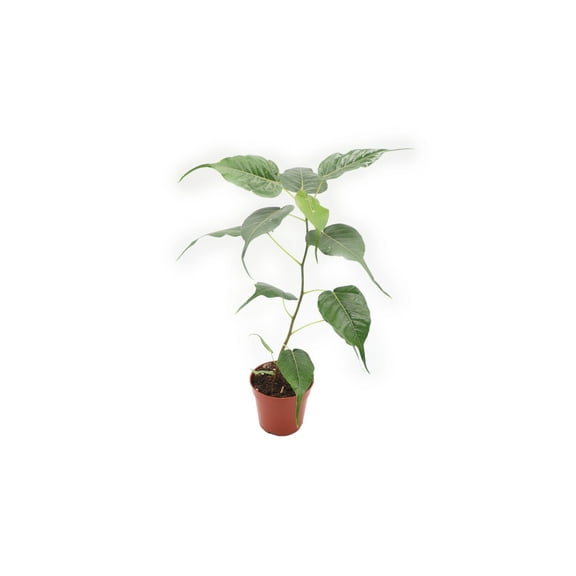 California Tropicals 4" Green Foliage Bodhi Tree Plant in 4" Fig Tree with Historical Value