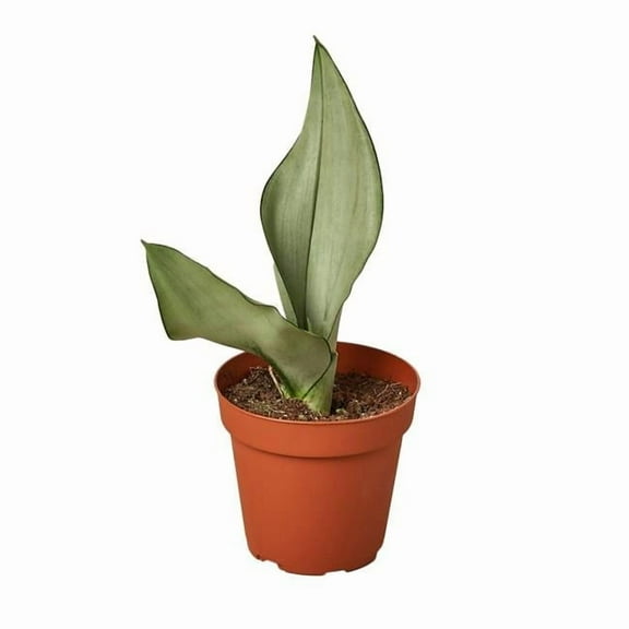 House Plant Dropship 4-SNAKE-MOONSHINE-NURSERY.POT 4 in. Snake Plant Moonshine Pot
