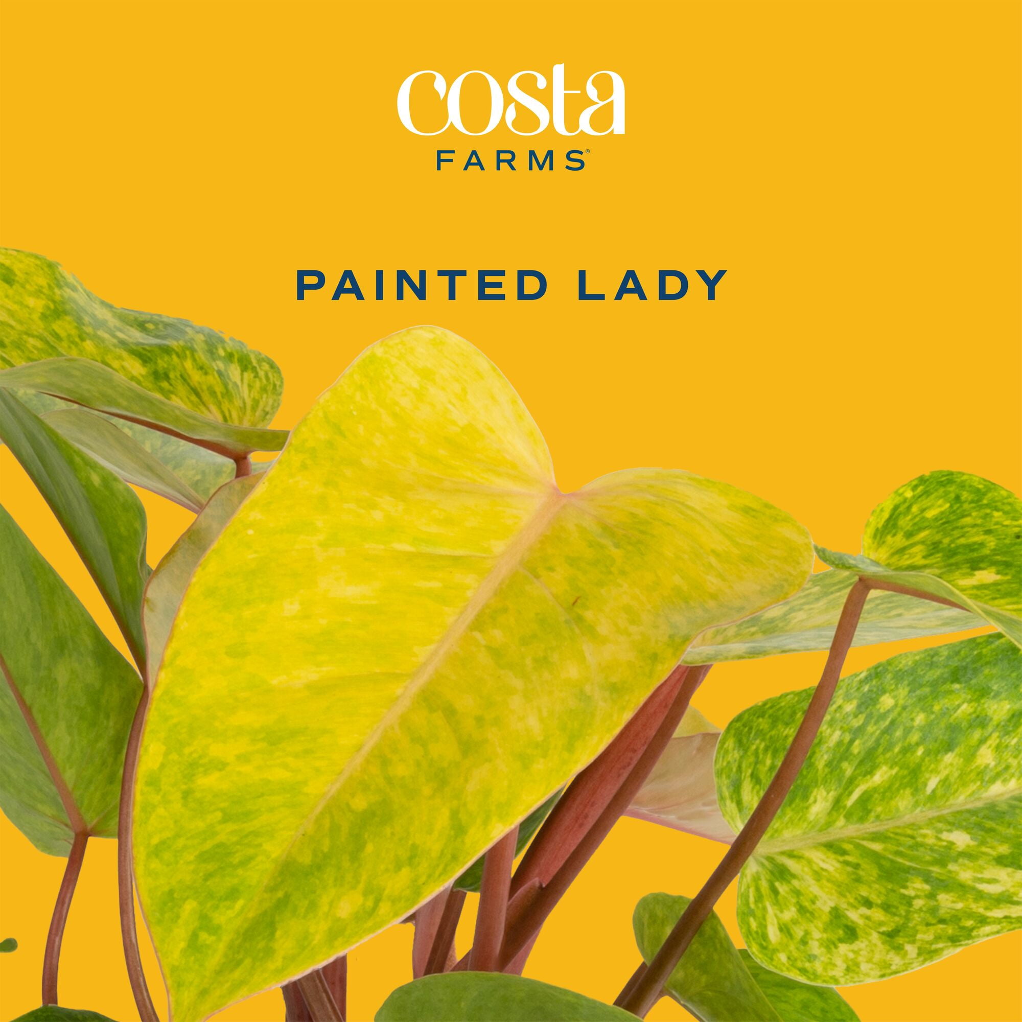 Costa Farms 12" Philodendron Painted Lady Live House Plants in 5" Self-Watering Planter