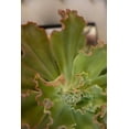 thumbnail image 2 of Millet, Karyn 17x24 White Modern Wood Framed Museum Art Print Titled - Succulent Garden II, 2 of 4